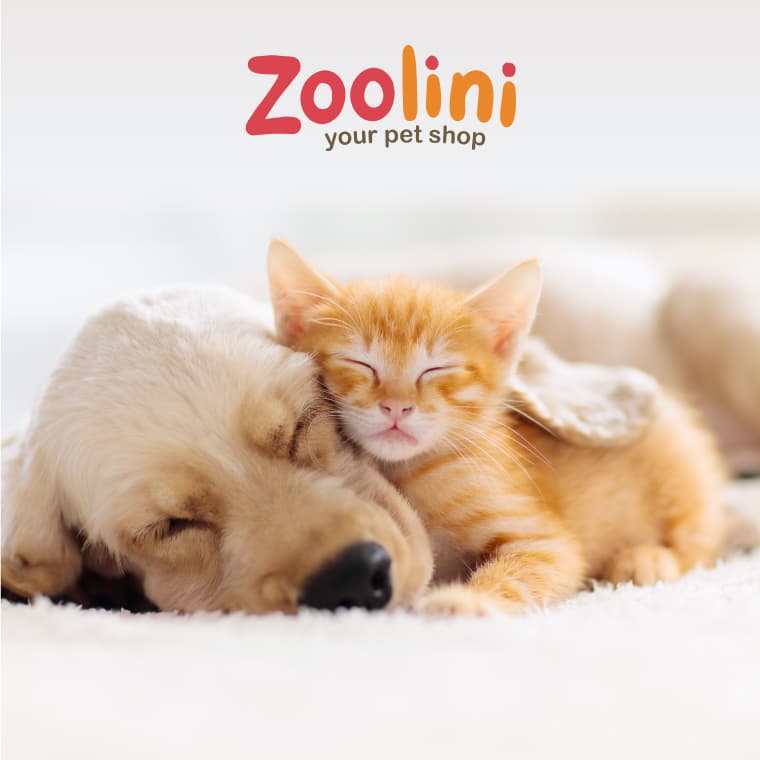 Zoolini Banner